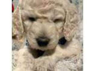 Goldendoodle Puppy for sale in Warwick, RI, USA
