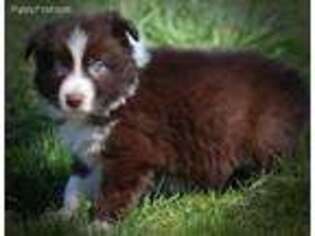 Border Collie Puppy for sale in Belton, SC, USA