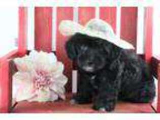 Schnoodle (Standard) Puppy for sale in Lead Hill, AR, USA