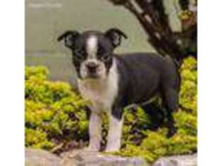 Boston Terrier Puppy for sale in Elmwood Park, IL, USA