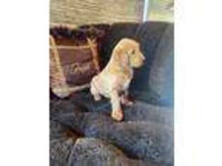 Goldendoodle Puppy for sale in Bonham, TX, USA