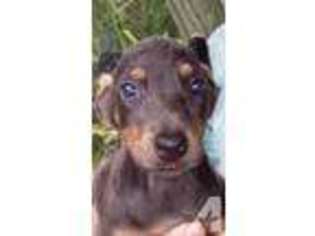 Doberman Pinscher Puppy for sale in PEMBROKE PINES, FL, USA