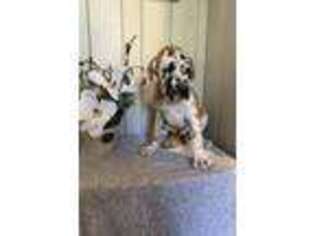 Great Dane Puppy for sale in Blackshear, GA, USA