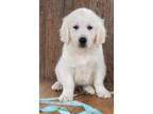 Mutt Puppy for sale in Mount Vernon, TX, USA