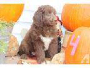 Mutt Puppy for sale in NORTH VERNON, IN, USA