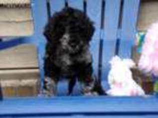 Labradoodle Puppy for sale in North Charleston, SC, USA