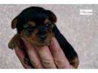 Yorkshire Terrier Puppy for sale in South Bend, IN, USA