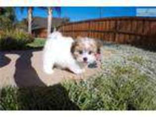 Mal-Shi Puppy for sale in San Diego, CA, USA