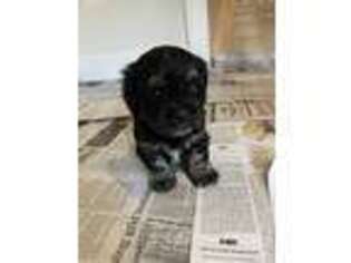 Shih-Poo Puppy for sale in Fort Collins, CO, USA