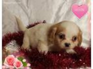 Cavachon Puppy for sale in Henderson, NC, USA