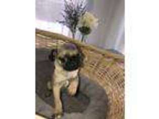 Pug Puppy for sale in Knoxville, IA, USA