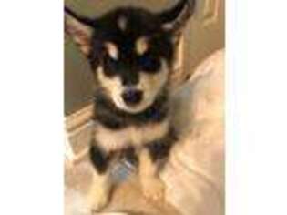 Alaskan Malamute Puppy for sale in Coraopolis, PA, USA