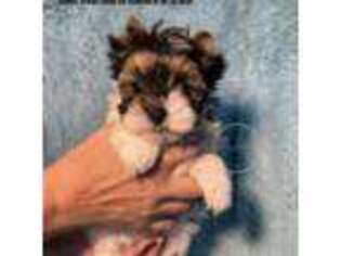 Biewer Terrier Puppy for sale in Plainfield, IL, USA