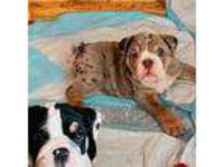 Bulldog Puppy for sale in Riverview, FL, USA