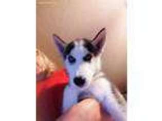 Siberian Husky Puppy for sale in Gentry, AR, USA