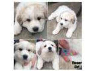 Great Pyrenees Puppy for sale in Park Hills, MO, USA
