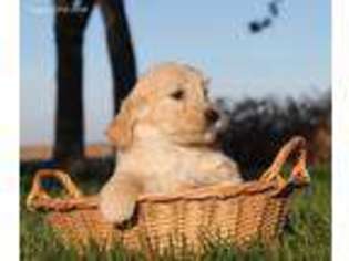 Goldendoodle Puppy for sale in Champaign, IL, USA