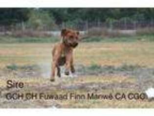 Rhodesian Ridgeback Puppy for sale in Carriere, MS, USA