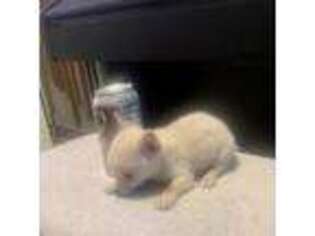 Chihuahua Puppy for sale in Fresno, CA, USA