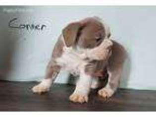 Olde English Bulldogge Puppy for sale in Woodburn, IN, USA