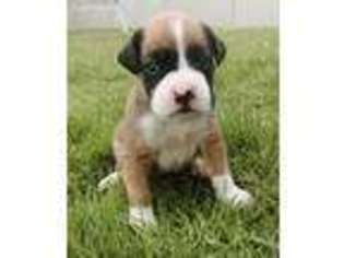 Boxer Puppy for sale in Lincoln, NE, USA