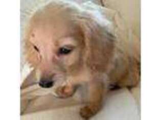 Dachshund Puppy for sale in Northport, AL, USA