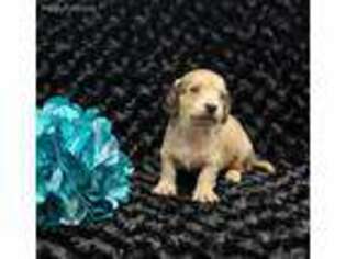 Dachshund Puppy for sale in Jackson, GA, USA