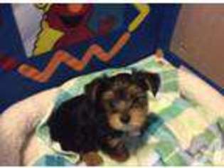 Yorkshire Terrier Puppy for sale in WALDORF, MN, USA