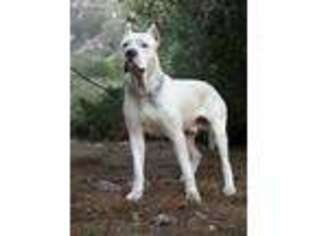 Dogo Argentino Puppy for sale in Austin, TX, USA