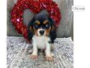 Cavalier King Charles Spaniel Puppy for sale in Fort Wayne, IN, USA