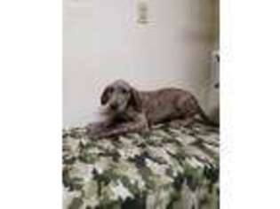 Great Dane Puppy for sale in Branson, MO, USA