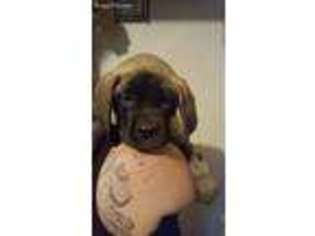 Mastiff Puppy for sale in Lampasas, TX, USA
