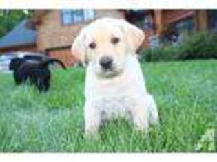 Labrador Retriever Puppy for sale in MONTROSE, MN, USA