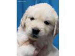 Golden Retriever Puppy for sale in Corvallis, OR, USA