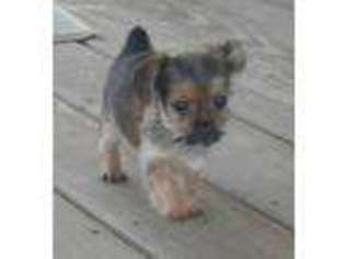 Mutt Puppy for sale in Marengo, OH, USA