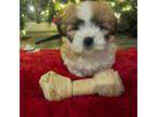 Maltese Puppy for sale in Amherst, NY, USA