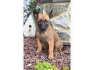 Belgian Malinois Puppy for sale in Gap, PA, USA