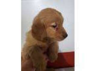 Golden Retriever Puppy for sale in New Haven, IN, USA