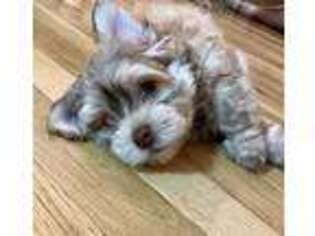 Havanese Puppy for sale in Brooklyn, NY, USA