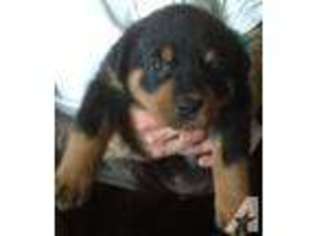 Rottweiler Puppy for sale in SANTA ROSA, CA, USA