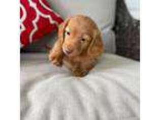 Dachshund Puppy for sale in Sylvania, AL, USA