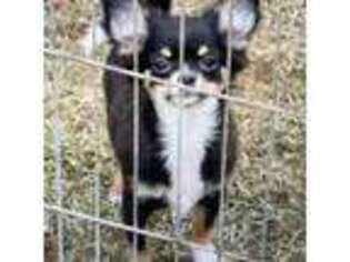 Chihuahua Puppy for sale in Sheboygan, WI, USA