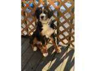 Bernese Mountain Dog Puppy for sale in Wood Dale, IL, USA