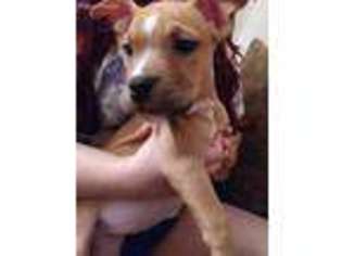 Bulldog Puppy for sale in North Andover, MA, USA