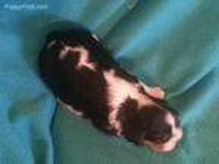 Cavalier King Charles Spaniel Puppy for sale in Stover, MO, USA