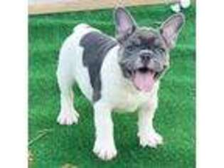 French Bulldog Puppy for sale in Pembroke Pines, FL, USA