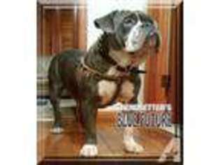 Olde English Bulldogge Puppy for sale in CULLMAN, AL, USA