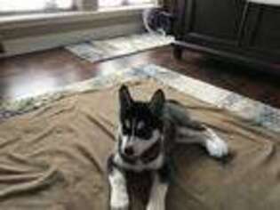 Siberian Husky Puppy for sale in Cache, OK, USA