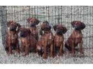 Rhodesian Ridgeback Puppy for sale in Atwater, CA, USA