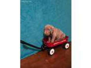 Weimaraner Puppy for sale in Mesquite, TX, USA
